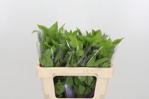 Clematis Amazing Havana