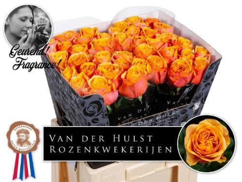 Rosa grootbloemig Liana Orange+