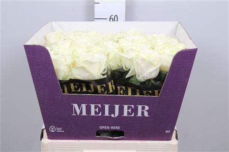 Rosa grootbloemig Avalanche+