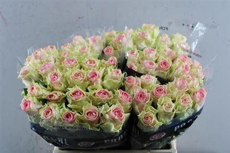 Rosa grootbloemig Top Gear!