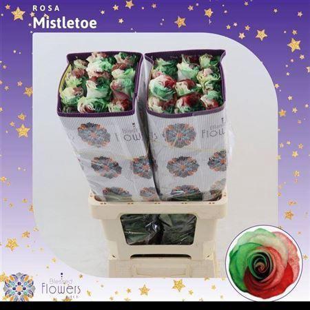 Rosa grootbloemig kleurbehandeld H%