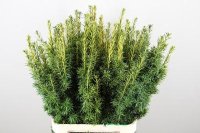 Taxus baccata 'Fastigiata Aurea'