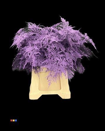 Asparagus overig kleurbehandeld H%