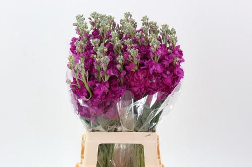 Matthiola incana 'Jordyn Deep Rose'