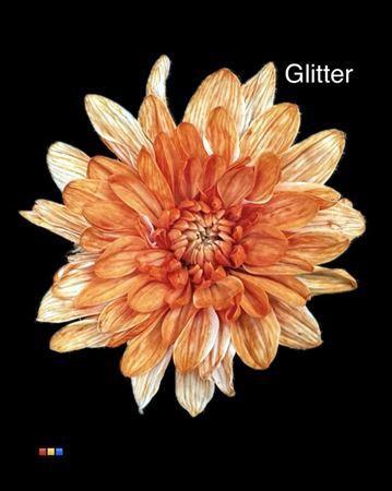 Chrysanthemum Indicum Grp tros kas kleurbehandeld H%