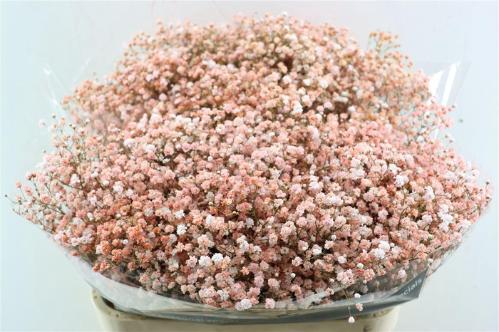 Gypsophila overig kleurbehandeld H%