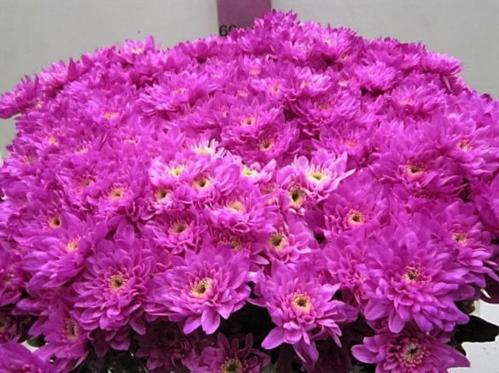 Chrysanthemum Indicum Grp tros kas kleurbehandeld H%