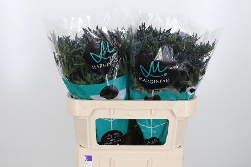 Eryngium Orion Questar