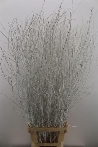 Betula kleurbehandeld H%