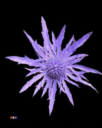 Eryngium alpinum kleurbehandeld H%