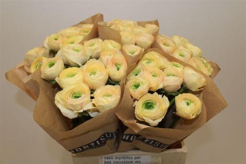 Ranunculus overig