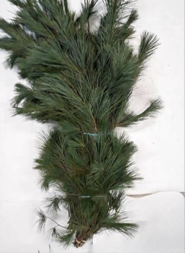 Pinus strobus per bos