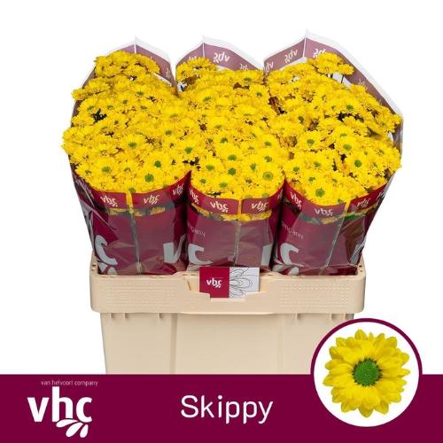 Chrysanthemum (Indicum Grp) tros santini Aaa Skippy