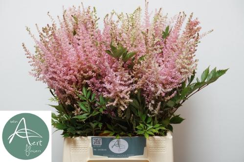 Astilbe Arendsii Grp 'Erika'