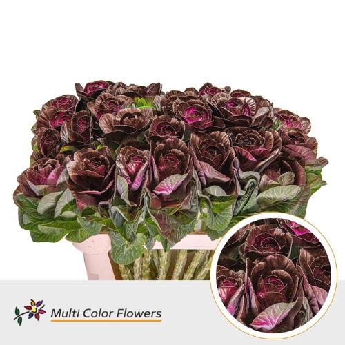 Brassica oleracea kleurbehandeld H%