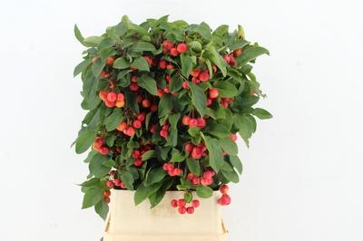 Siervruchten per tak Malus 'Red Sentinel'