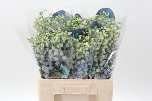 Delphinium Elatum Grp dubbelbloemig 'Guardian Lavender'
