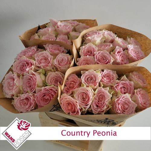 Rosa grootbloemig Country Spirit Peonia