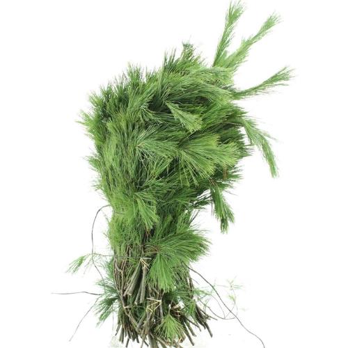 Pinus strobus per bos