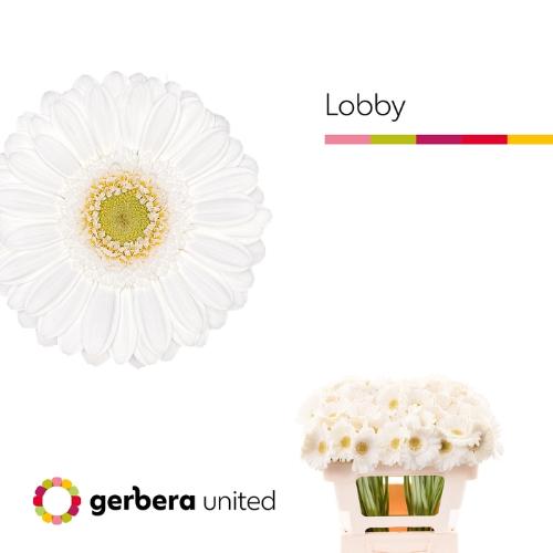 Gerbera mini 'Lobby'