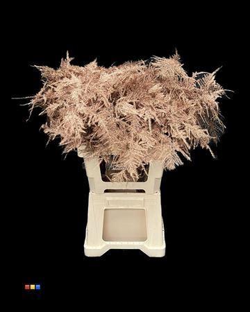 Asparagus overig kleurbehandeld H%