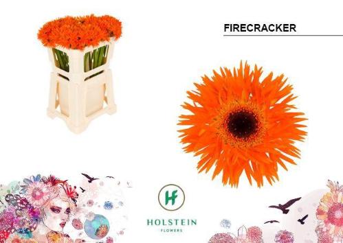 Gerbera mini Firecracker