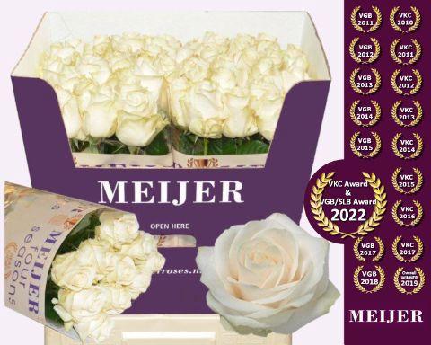 Rosa grootbloemig Four Seasons+