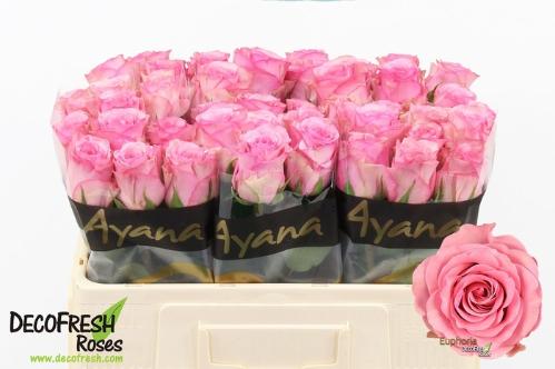 Rosa grootbloemig Euphoria