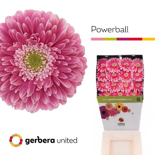 Gerbera grootbloemig Pomponi Power Ball