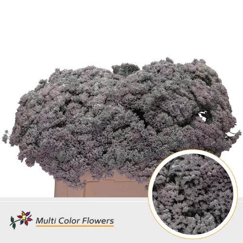 Sedum kleurbehandeld H%