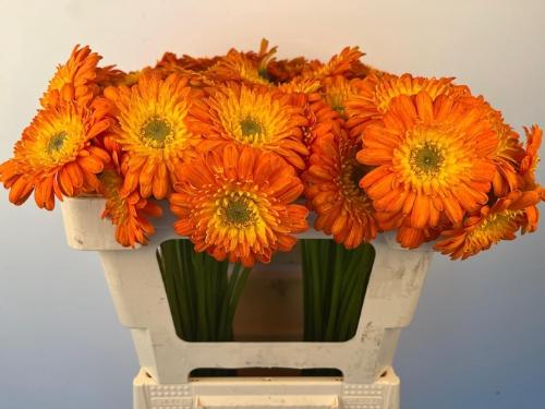 Gerbera mini 'Gizela'