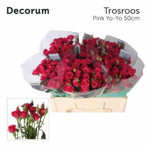 Rosa tros Pink Yo-Yo