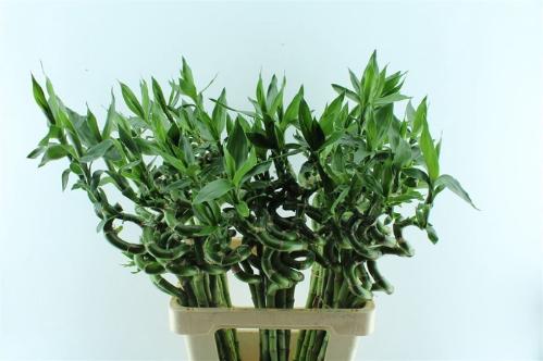 Dracaena sanderiana Lucky Bamboo