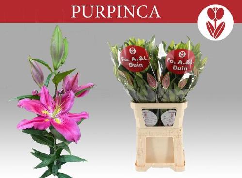 Lilium (Oriental Grp) 'Purpinca'