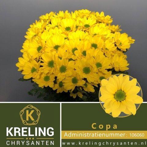 Chrysanthemum( Indicum Grp) tros Copa