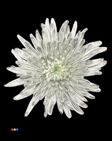 Chrysanthemum (Indicum Grp) geplozen Topspin kleurbehandeld H%