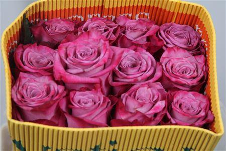 Rosa grootbloemig Moody Blues!