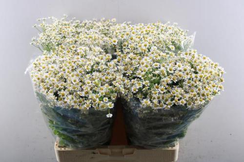 Tanacetum parthenium Cameron