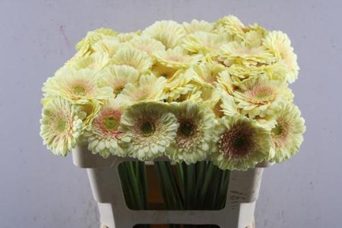 Gerbera mini 'Romily'