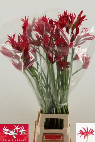 Nerine Companion Grp 'Desi'