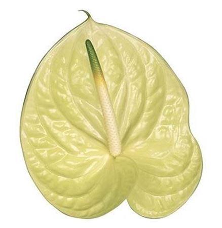 Anthurium Andreanum Grp Marysia