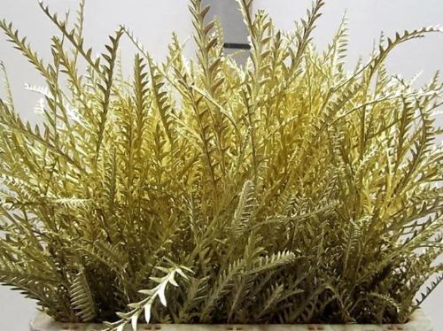 Decoratiegroen kleurbehandeld H%