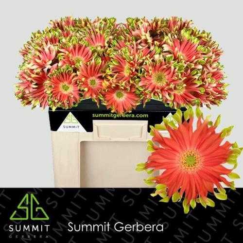 Gerbera grootbloemig krulvormig Pastini Rivello