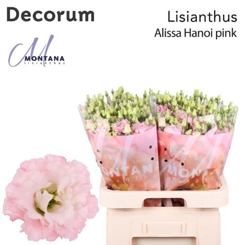 Eustoma russellianum gevuldbloemig 'Alissa Pink'