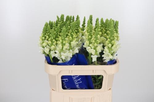 Antirrhinum majus 'Antibes White'
