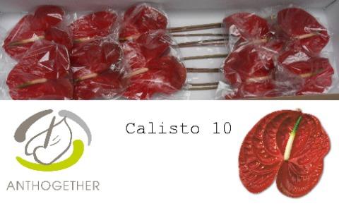 Anthurium Andreanum Grp Calisto