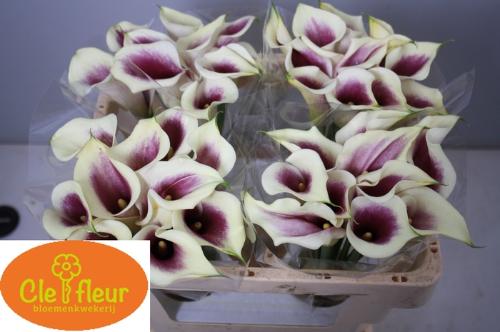 Zantedeschia 'Picasso'