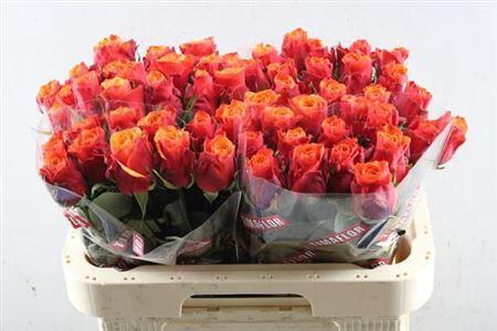 Rosa grootbloemig Espa