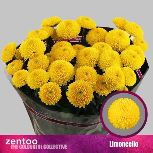 Chrysanthemum Indicum Grp tros Limoncello