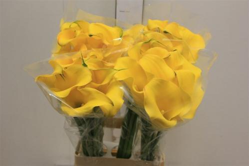Zantedeschia 'Captain Solo'